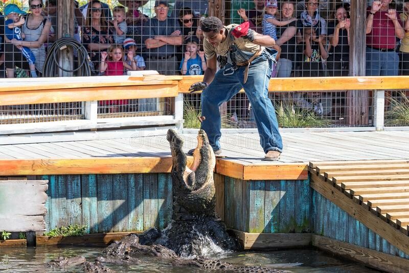 Feeding alligators at Gatorland Orlando